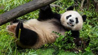 大熊猫“云川”“鑫宝”在美国动物园适应状态良好