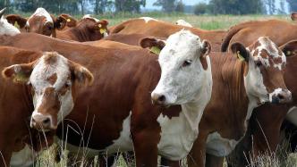 打击假冒牛肉、保障食品安全，中巴开展跨境牛肉追溯合作