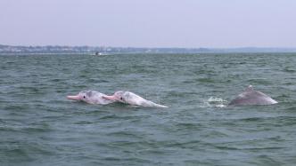 中国加强海洋生物多样性保护，中华白海豚、布氏鲸成“网红”