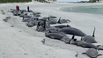 77头领航鲸在英国苏格兰地区海滩搁浅死亡