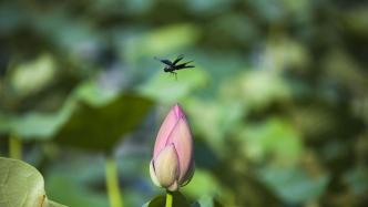 7月15日将正式“入伏”，今年“三伏”40天