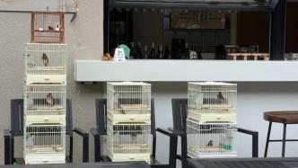咖啡店前养国家二级保护鸟类、商场内售象牙？上海黄浦开展专项执法