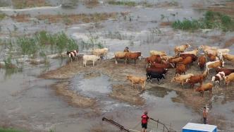 暴雨致汉江水位上升42头黄牛被困，民警涉水引导营救上岸