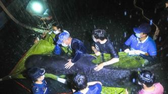 一鲸鱼在海南两次搁浅，多方力量雨夜紧急救助