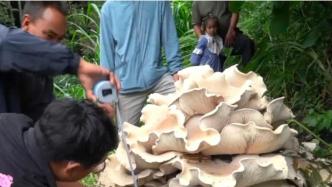 云南发现直径近1米巨型口蘑