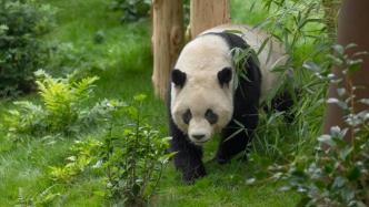 旅美大熊猫“云川”“鑫宝”将于8月8日与公众见面