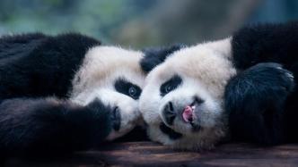 重庆“顶流”熊猫渝可渝爱两岁啦！来陪Ta们过生日