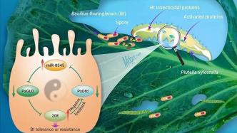 中国农科院蔬菜花卉研究所：科学家找到抑制抗药性进化新思路