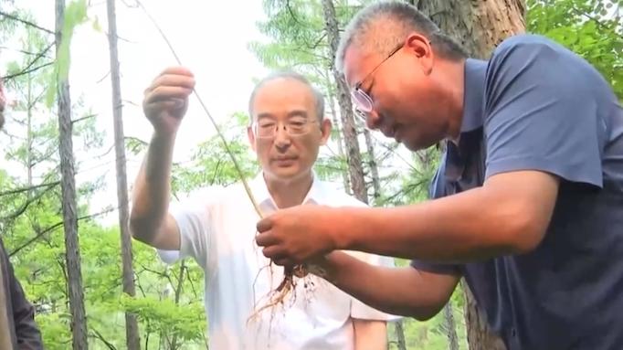 吉林：研究破解“人參賣(mài)成蘿卜價(jià)”等問(wèn)題