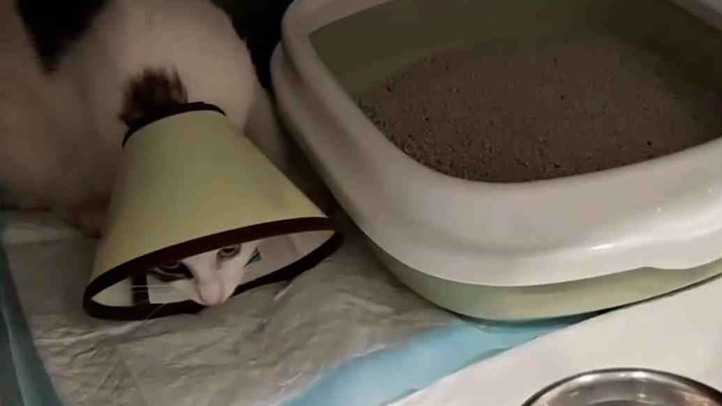 学校内的猫妈妈难产，留校考研学生众筹千元救助