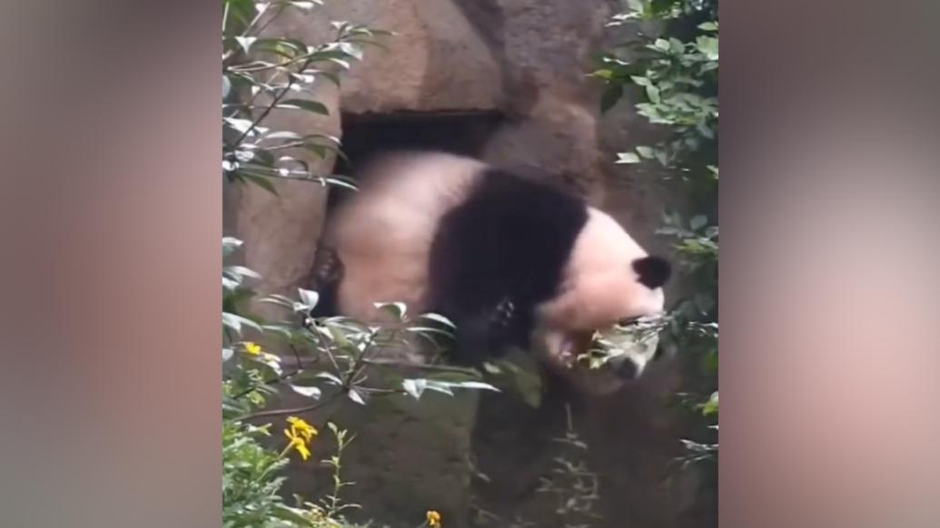 花花的專屬洞洞已經裝不下它了