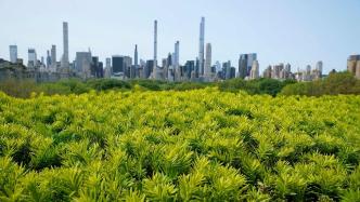 长三角议事厅︱纽约大都会区生态共治联盟如何跨域协同？
