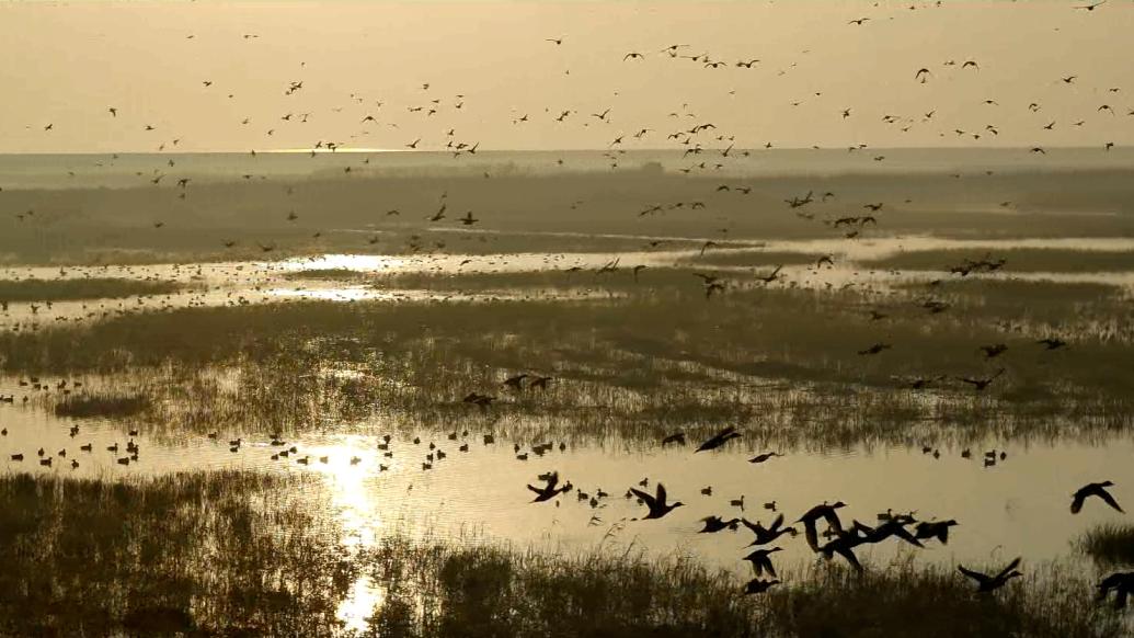 崇明东滩鸟类国家级自然保护区成为上海第一个世界遗产