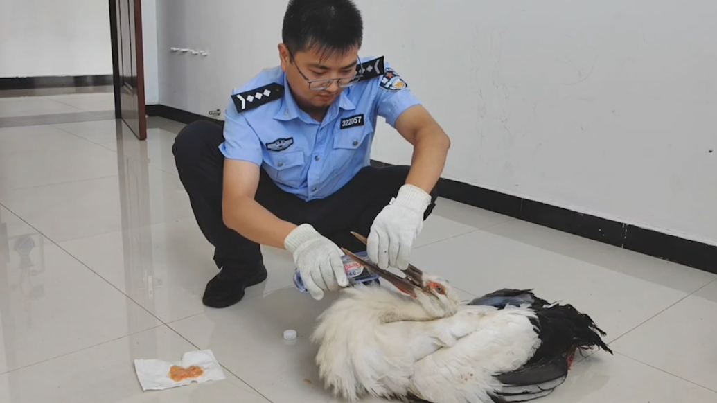 国家一级保护动物东方白鹳受伤趴地里，群众报警救助