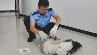 國家一級保護動物東方白鸛受傷趴地里，群眾報警救助