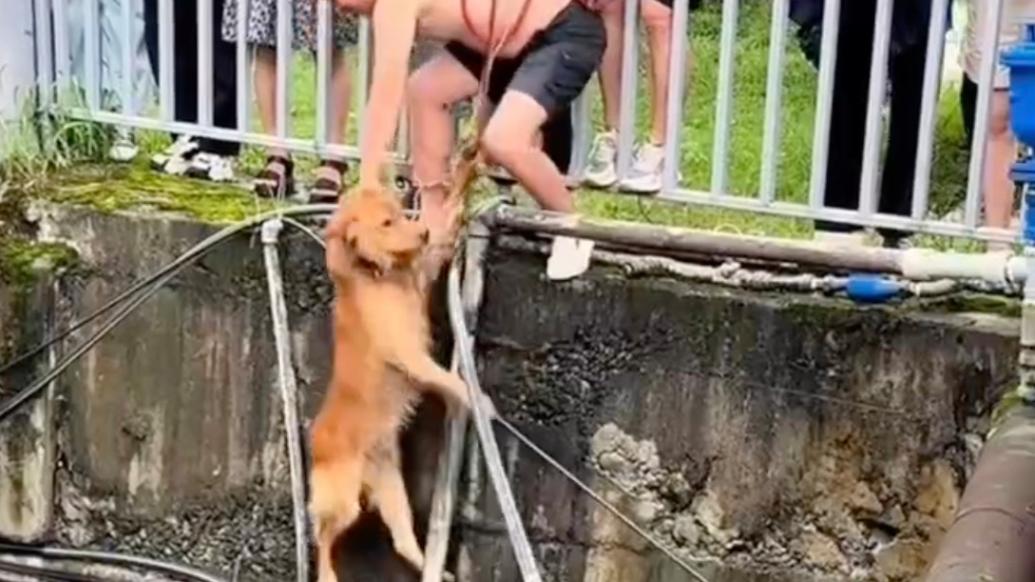 “小狗知道是来救它的”金毛困于桥下，被救援时主动伸进绳套