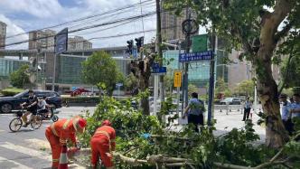 行道树折断途经“闪送”小哥被砸身亡，事故原因、责任认定正在调查