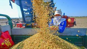 農業農村部：大豆自給率兩年提高了近4個百分點