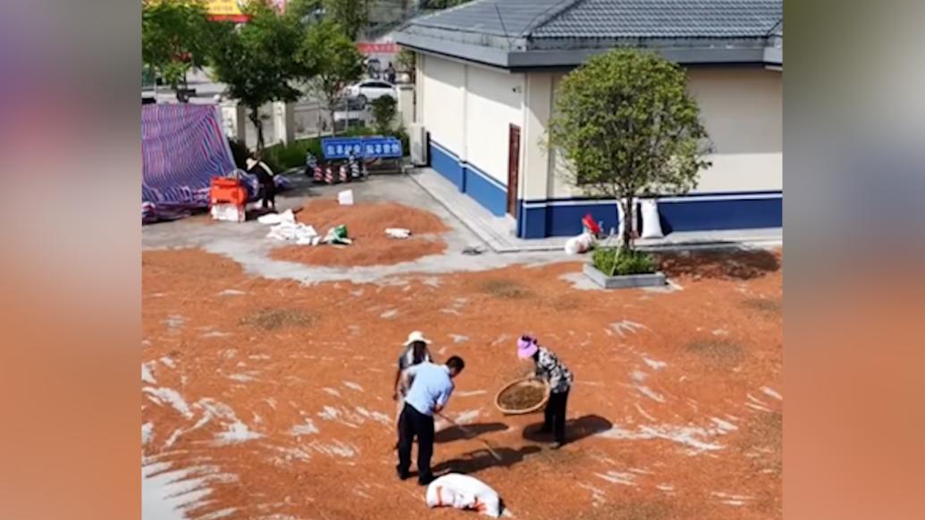 派出所大院秒變高粱曬場