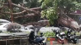 深圳日前遭大暴雨，目击者：大树被连根拔起