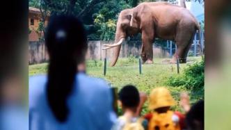 陪伴廣州人48年的亞洲象“寶龍”離世，動物園發文追憶