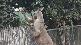 游客在上海野生動物園被袋鼠揍了？園方：確有發生，將更新安全提示