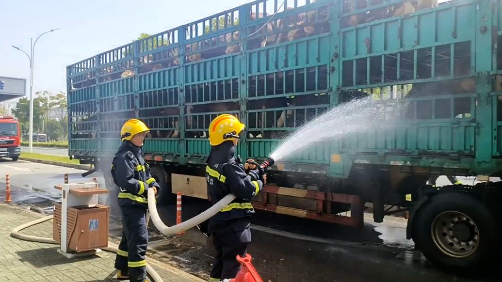 挂车在高速上被追尾车上40头黄牛中暑，武汉消防为牛群喷水降温