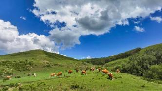 机构设置再调整：全国多地林草机构恢复独立设置