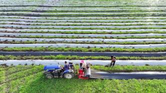 人民日报：落实阶段性任务、取得标志性成果，种业振兴基础更坚实