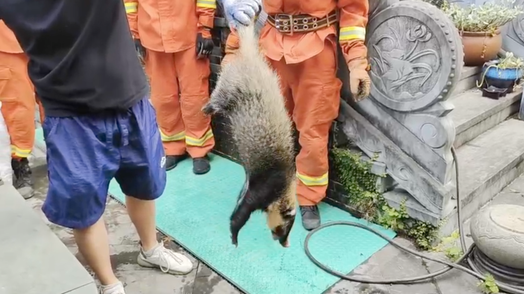 國家保護動物豬獾清晨闖進民宅，消防員上門“勸返”