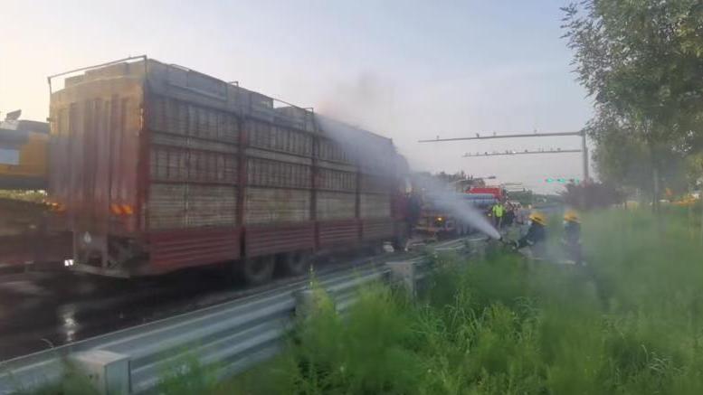 貨車遇事故活雞險中暑,消防員給1500只雞“沖澡”降溫