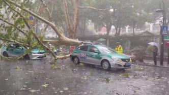 杭州西湖邊兩輛出租車被連根拔起大樹砸中，暫無人員受傷情況