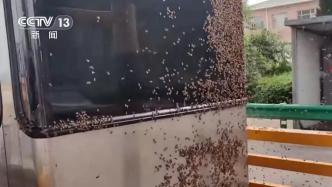 運蜂車中大量蜜蜂飛出圍住收費站，多名過路司乘被蜇