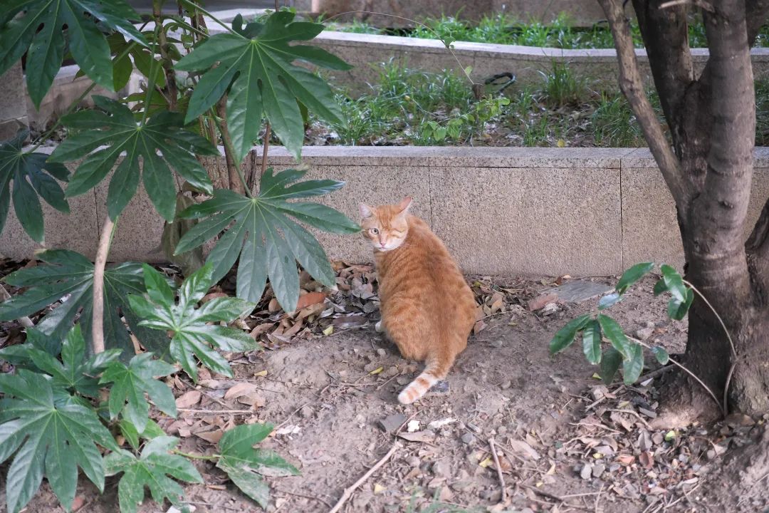 万州金业:京海策略杠杆股票-从“街头”到“温暖窝”，上海徐汇的流浪猫迎来幸福逆袭