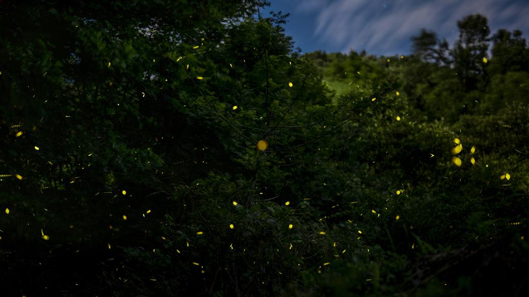 夜读丨萤火虫萤火虫慢慢飞