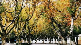 杭州公布首批100条城市林荫道，与太阳直射地面温差约20℃