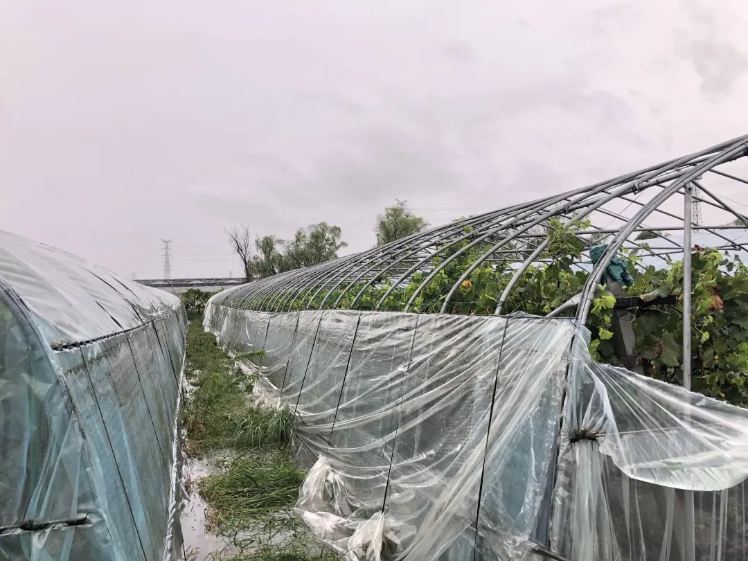 全力应对｜台风“贝碧嘉”来袭，上海林业行业坚守一线