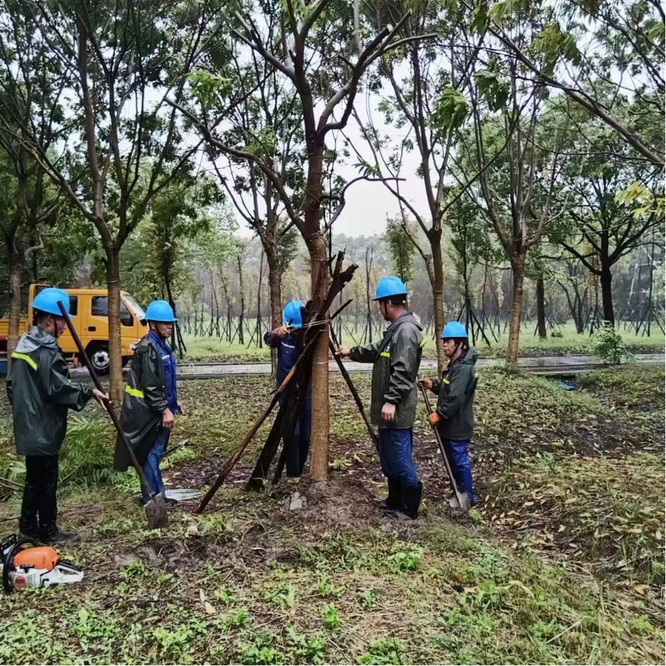 全力应对｜台风“贝碧嘉”来袭，上海林业行业坚守一线  第4张