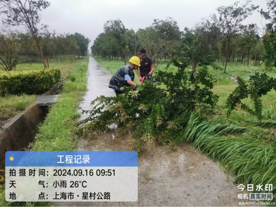 全力应对｜台风“贝碧嘉”来袭，上海林业行业坚守一线  第6张