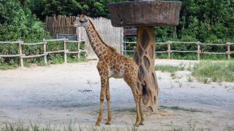 出生高1.8米，上海野生動物園6月齡長頸鹿“石頭”和游客見面