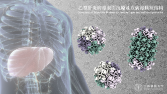 中国科学家解析乙肝表面抗原三维结构，有望促进疫苗优化