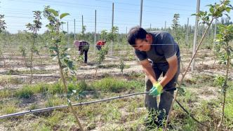 沪喀同心｜产业援疆如何扬长补短？种苹果、产棉花、防治沙有了新探索