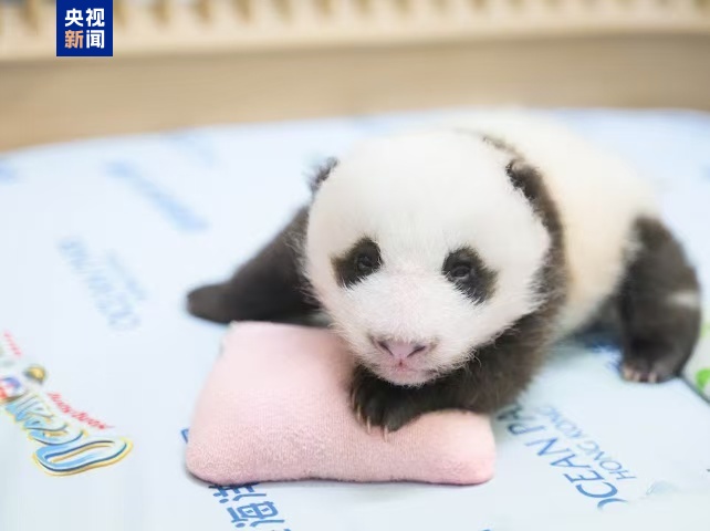 香港龙凤胎大熊猫宝宝有望春节前后与公众见面