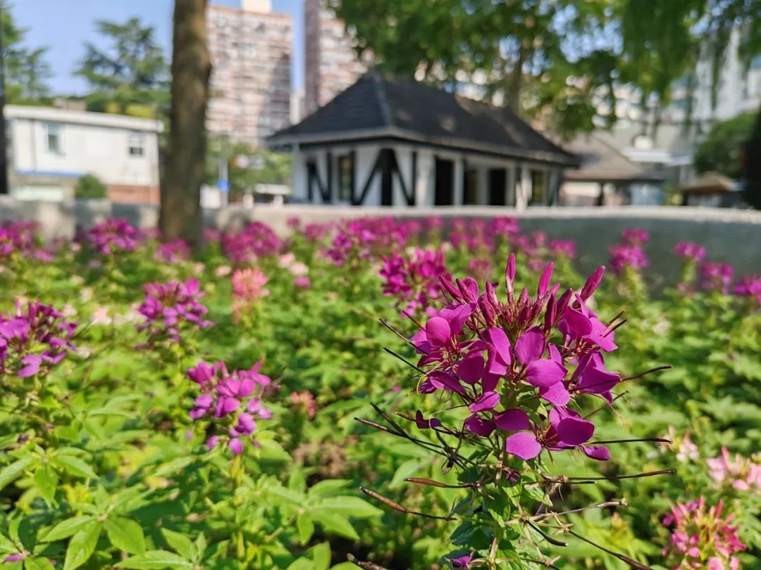 如果你路过中山公园，别错过这片“蝴蝶花海”