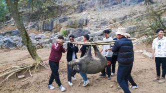 抓到“野猪”可以免费带走？景区“吸睛”项目存隐患