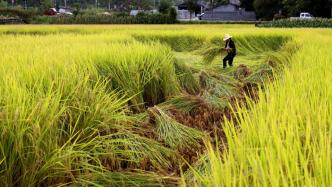 全國秋收秋種穩(wěn)步推進(jìn)