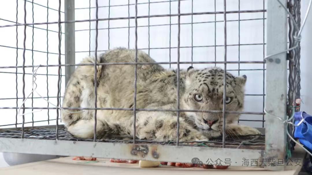 雪豹被困青海一厂矿犬舍，疑长时间未进食获救时身体虚弱