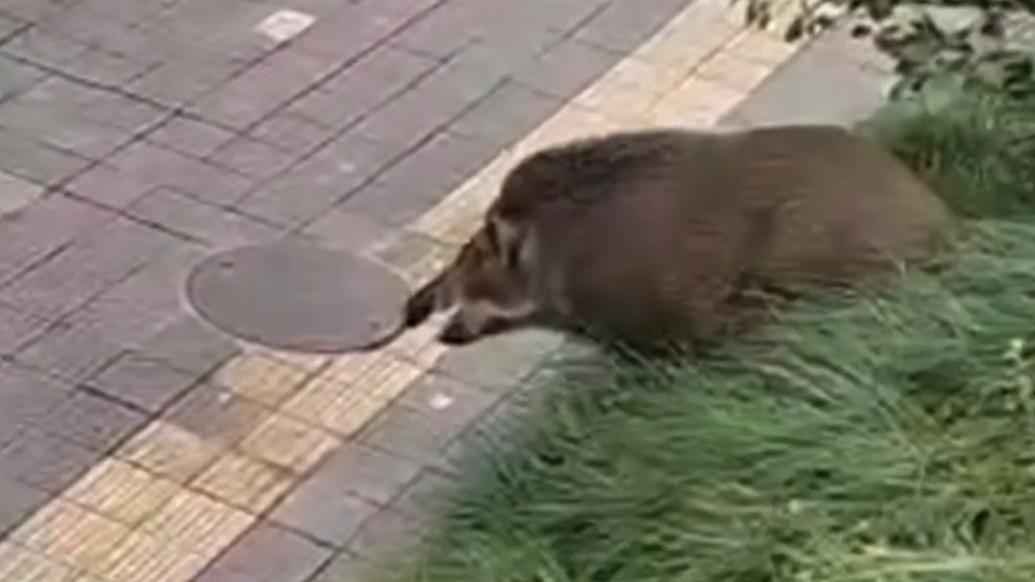 野猪闯入闹市区伤人，众人合力拿下