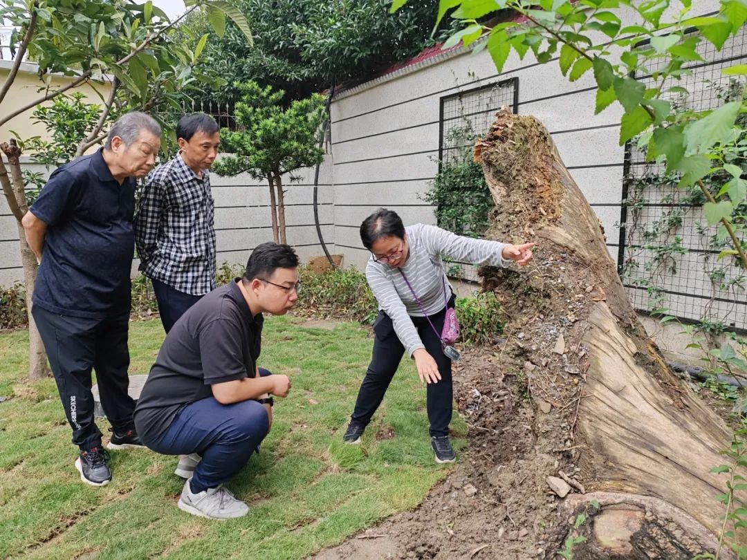 2024澳门天天开好彩大全:参加“大树议事会”，上海长宁这个街道的居民老起劲了