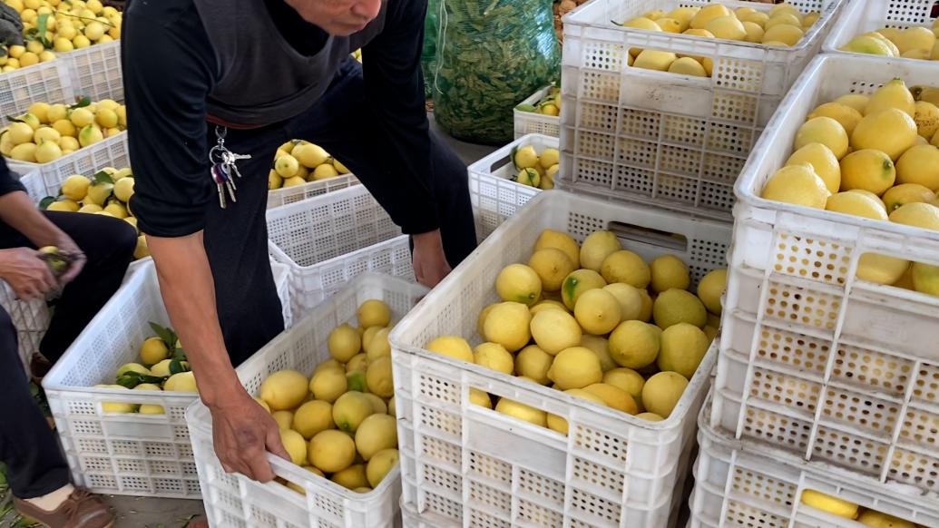 去年共采购11.5万吨柠檬！探访蜜雪冰城潼南柠檬基地